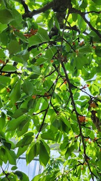 果実の里 原田農園に投稿された画像（2025/6/30）