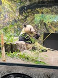 恩賜上野動物園に投稿された画像（2025/7/1）