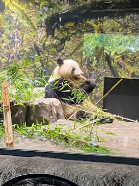 恩賜上野動物園に投稿された画像（2025/6/30）