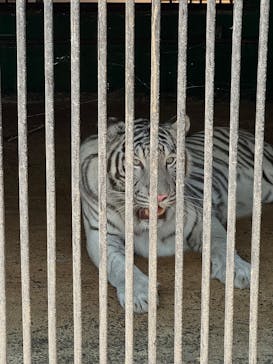 しろとり動物園に投稿された画像（2025/6/30）