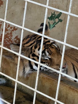 しろとり動物園に投稿された画像（2025/6/30）
