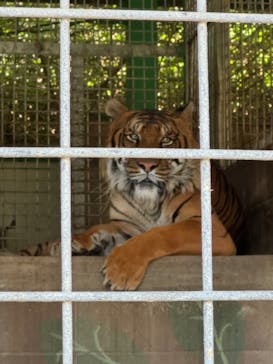 しろとり動物園に投稿された画像（2025/6/30）