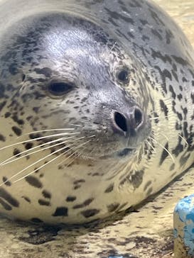 伊豆・三津シーパラダイスに投稿された画像（2025/7/1）