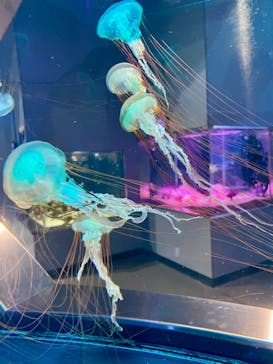 伊豆・三津シーパラダイスに投稿された画像（2025/7/1）