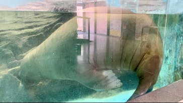 伊豆・三津シーパラダイスに投稿された画像（2025/7/1）