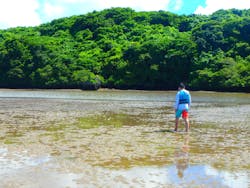 西表島 海月（くらげ）に投稿された画像（2025/7/1）