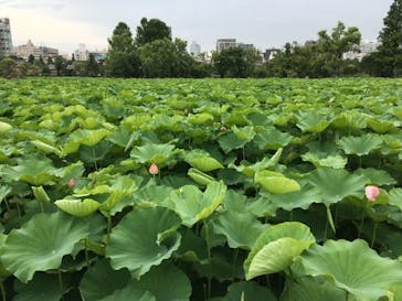 恩賜上野動物園に投稿された画像（2025/7/1）