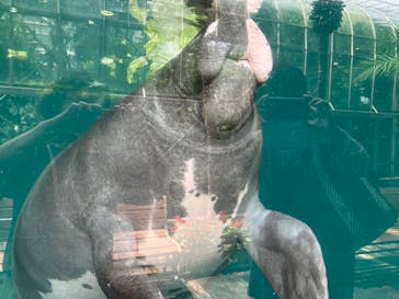 熱川バナナワニ園に投稿された画像（2025/7/1）