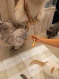 猫カフェモカ　町田ジョルナ店に投稿された画像（2025/7/1）