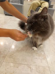 猫カフェモカ　町田ジョルナ店に投稿された画像（2025/7/1）