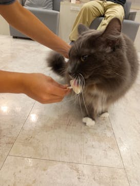猫カフェモカ　町田ジョルナ店に投稿された画像（2025/7/1）