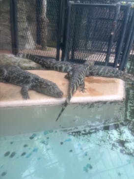 熱川バナナワニ園に投稿された画像（2025/7/1）