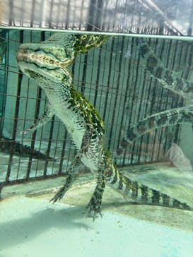 熱川バナナワニ園に投稿された画像（2025/7/1）