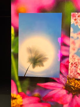 ぎふワールド・ローズガーデンに投稿された画像（2025/7/1）