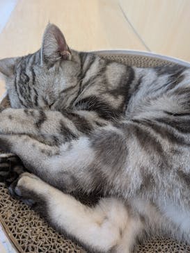 Cat Café MOFF グランベリーパーク店に投稿された画像（2025/7/1）