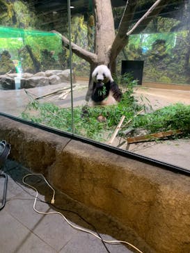 恩賜上野動物園に投稿された画像（2025/7/1）