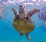 OKIDOKIマリンツアー宮古島に投稿された画像（2025/7/1）