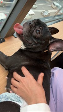 ぶさかわcafe 京都河原町店に投稿された画像（2025/7/1）