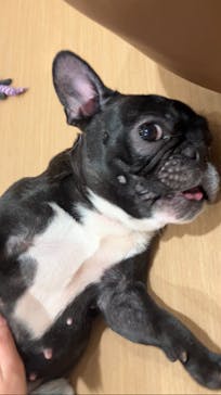 ぶさかわcafe 京都河原町店に投稿された画像（2025/7/1）