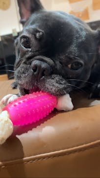 ぶさかわcafe 京都河原町店に投稿された画像（2025/7/1）