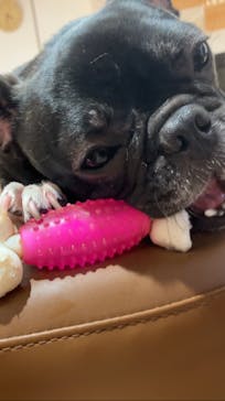 ぶさかわcafe 京都河原町店に投稿された画像（2025/7/1）