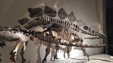 国立科学博物館に投稿された画像（2025/7/1）