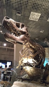 国立科学博物館に投稿された画像（2025/7/1）