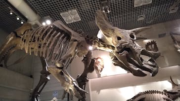 国立科学博物館に投稿された画像（2025/7/1）