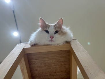 Cat Café MOFF コクーンシティさいたま新都心店に投稿された画像（2025/7/1）