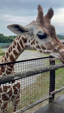 那須サファリパークに投稿された画像（2025/7/1）