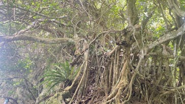 ひかりオーシャンズに投稿された画像（2025/7/1）