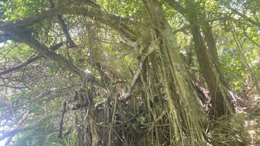 ひかりオーシャンズに投稿された画像（2025/7/1）