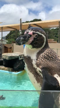 下田海中水族館に投稿された画像（2025/7/1）