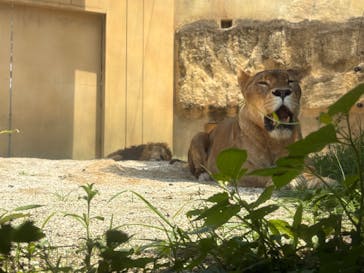 東武動物公園に投稿された画像（2025/7/1）