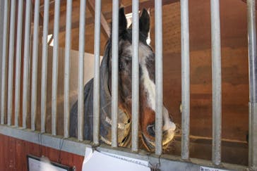 ノーザンホースパークに投稿された画像（2025/7/1）