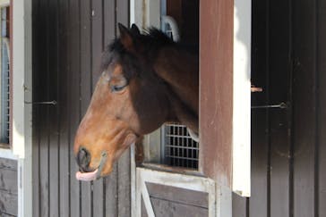 ノーザンホースパークに投稿された画像（2025/7/1）