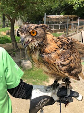 しろとり動物園に投稿された画像（2025/7/2）