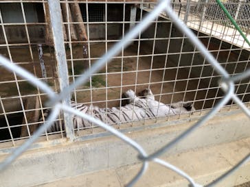 しろとり動物園に投稿された画像（2025/7/2）