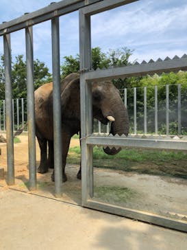 しろとり動物園に投稿された画像（2025/7/2）