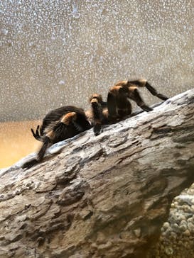 しろとり動物園に投稿された画像（2025/7/2）