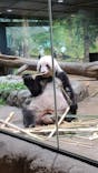 恩賜上野動物園に投稿された画像（2025/7/2）