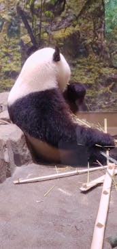 恩賜上野動物園に投稿された画像（2025/7/2）