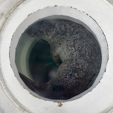 しながわ水族館に投稿された画像（2025/7/2）