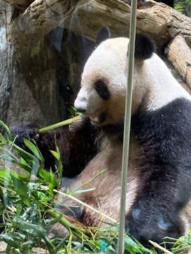 恩賜上野動物園に投稿された画像（2025/7/2）