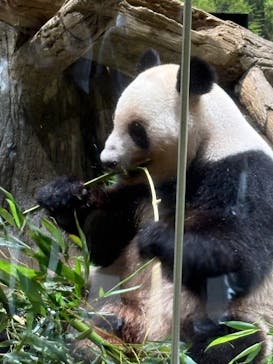 恩賜上野動物園に投稿された画像（2025/7/2）