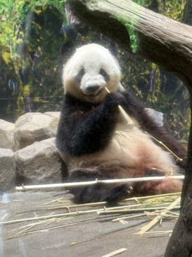 恩賜上野動物園に投稿された画像（2025/7/2）