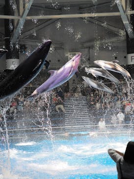 マクセル アクアパーク品川に投稿された画像（2025/7/2）