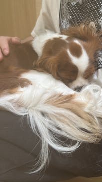 いぬカフェRio 仙台店に投稿された画像（2025/7/2）