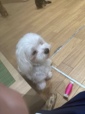 いぬカフェRio 仙台店に投稿された画像（2025/7/2）