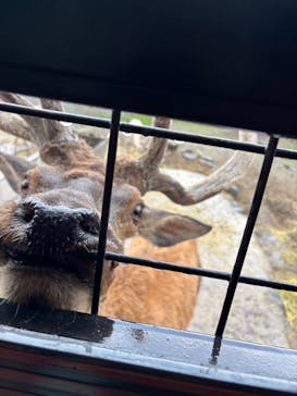 那須サファリパークに投稿された画像（2025/7/2）